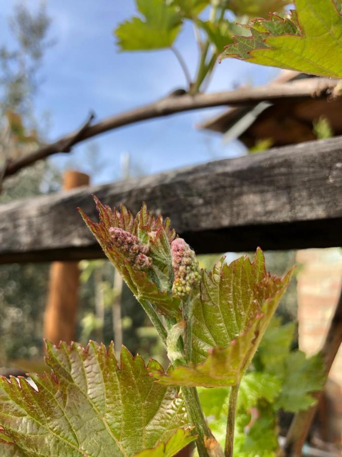 Agriturismo San Giusto Совичиле Екстериор снимка